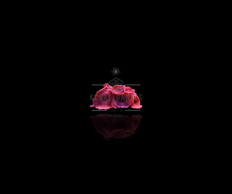 Discosoma (red)